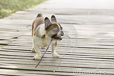 French Bulldog Stock Photo