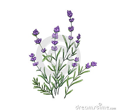 French lavender flowers. Blooming lavanda stems, Provence floral plant. Violet lavandula, botany drawing. Gentle Vector Illustration