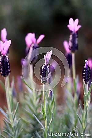 French Lavender Stock Photo