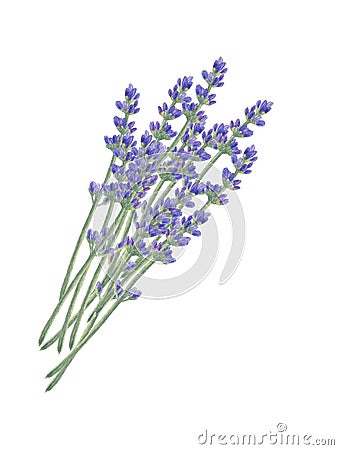 French lavender watercolor bunch. Floral illustration Cartoon Illustration