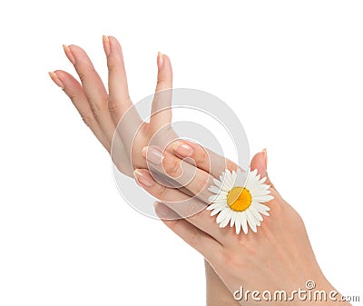 French manicured hands with fresh camomile daisy flower Stock Photo