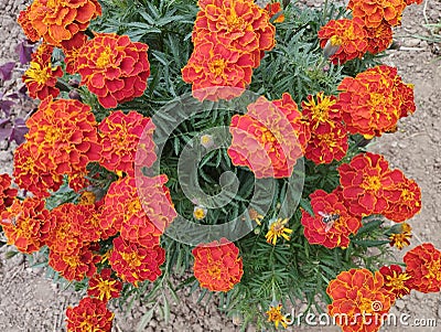 French marigold. Close up photo. Stock Photo