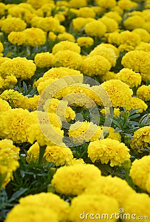 French Marigolds tagetes patula. Yellow, botany Stock Photo