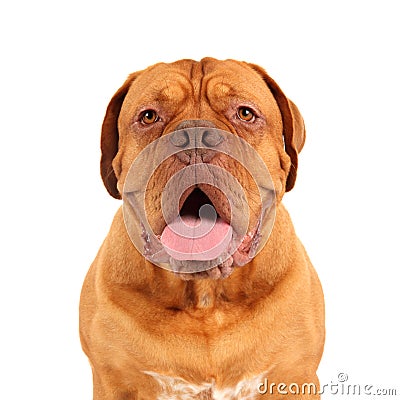 French Mastiff Stock Photo