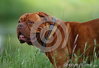 French Mastiff Stock Photo