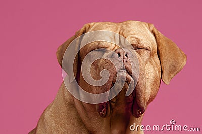 French Mastiff Dog with eyes closed Stock Photo