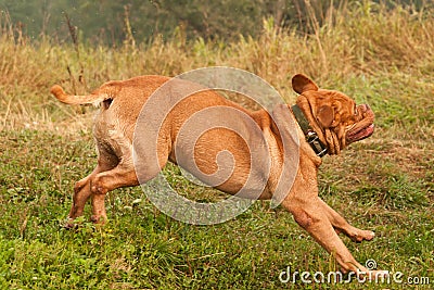 French Mastiff running quickly to his master Stock Photo