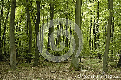 French oak and beech forest trees Stock Photo