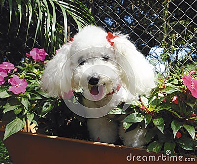 French poodle Stock Photo