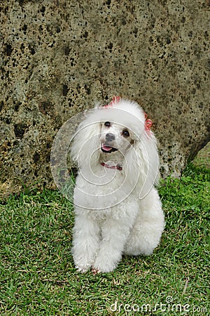 French poodle attentive Stock Photo