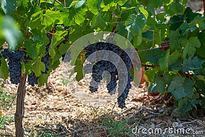 French red AOC wine grapes plant, new harvest of wine grape in France, Vaucluse, Gigondas domain or chateau vineyard Dentelles de Stock Photo