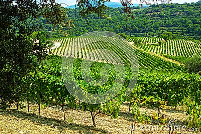 French red AOC wine grapes plant, new harvest of wine grape in France, Vaucluse, Gigondas domain or chateau vineyard Dentelles de Stock Photo