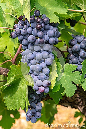 French red and rose wine grapes plant, first new harvest of wine grape in France, Costieres de Nimes AOP domain or chateau Stock Photo