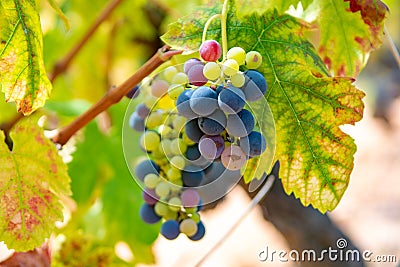 French red and rose wine grapes plant, growing on ochre mineral Stock Photo