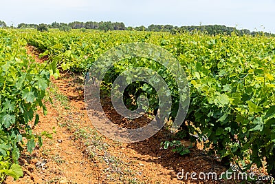 French red and rose wine grapes plants in row, Costieres de Nimes AOP domain or chateau vineyard, France Stock Photo