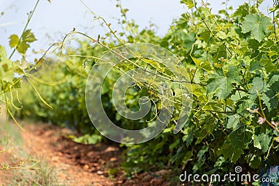 French red and rose wine grapes plants in row, Costieres de Nimes AOP domain or chateau vineyard, France Stock Photo