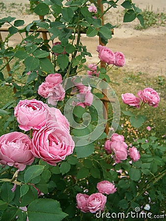 Old French Rose Louise Odier Stock Photo