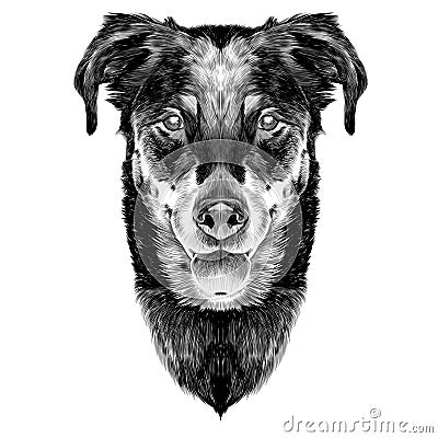 French shepherd dog head sketch Vector Illustration