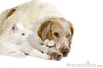 French Spaniel cinnamon Color and White Domestic Cat Stock Photo