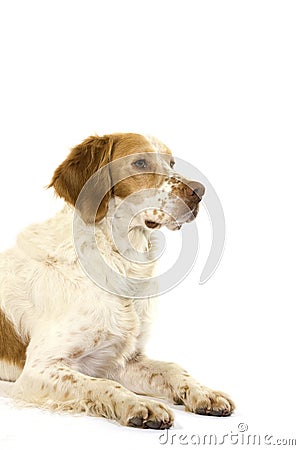 French Spaniel Dog Cinnamon Color, Male laying against White Background Stock Photo
