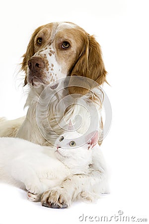 French Spaniel Male Dog Cinnamon Color and White Domestic Cat Stock Photo