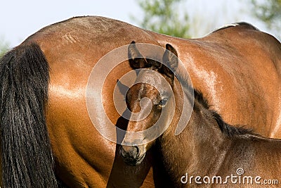 French Trotter Horse, Mare with Foal, Normandy Stock Photo