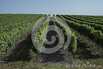 French vineyards leading up to a blue sky Stock Photo