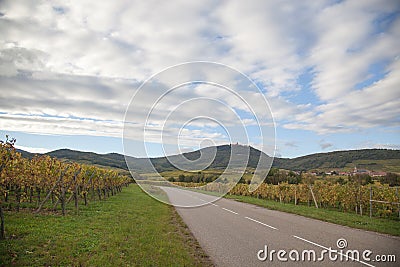 French wineyard in alsace Stock Photo