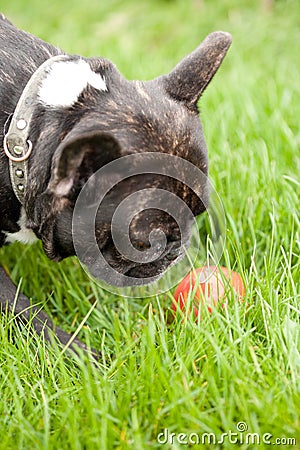 Frenchy and the ball Stock Photo