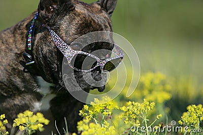 Frenchy with sunglasses Stock Photo