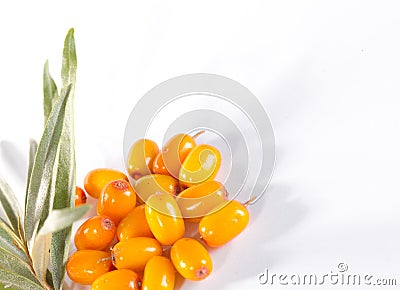 Fres sea buckthorn berries Stock Photo