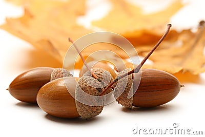 Fresh acorn Stock Photo