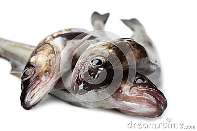 Fresh alaska pollock fish Stock Photo