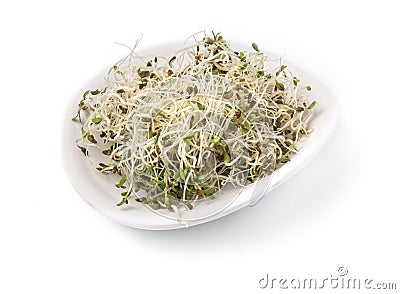 Fresh alfalfa shoots Stock Photo