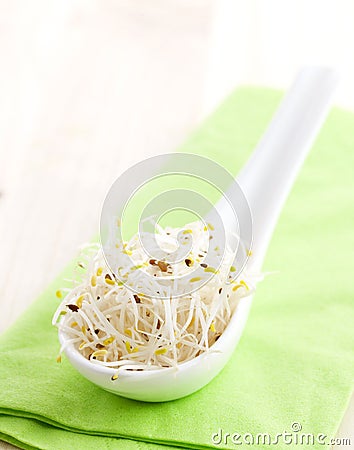 Fresh alfalfa sprouts Stock Photo