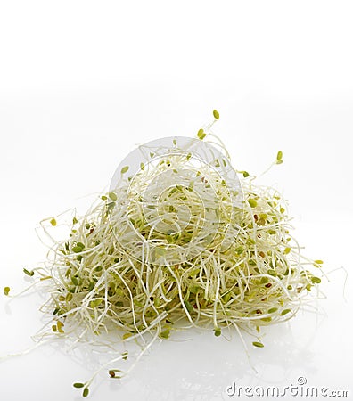 Fresh Alfalfa Sprouts Stock Photo