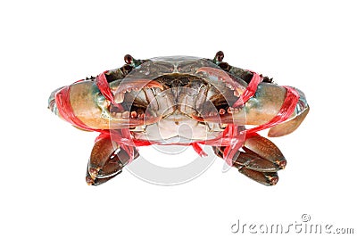 fresh alive sea crab is tied by red rope isolated on white Stock Photo