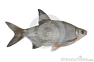 Fresh alive silver bream fish isolated on white background Stock Photo