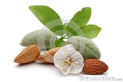 Fresh almonds with flower and leaves isolated Stock Photo