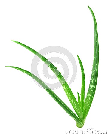 Fresh aloe vera Stock Photo