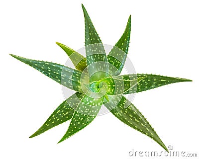 Fresh aloe vera isolated on white background, Clipping paths inc Stock Photo