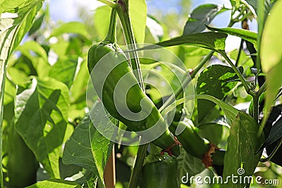 A fresh anaheim chili pepper growing on a plant Stock Photo