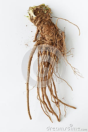 A fresh Angelica Stock Photo