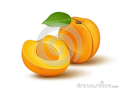 Fresh apricot and leaf on white background Cartoon Illustration