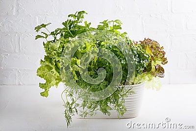 Fresh aromatic culinary herbs in pot on white background. Lettuce, dill, leaf celery and small leaved basil. Kitchen garden of Stock Photo