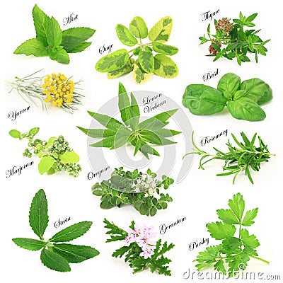 Fresh aromatic herbs Stock Photo