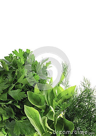 Fresh aromatic herbs. Isolated without shadow on white.Blue and green basil, parsley, dill, cilantro.Fresh basil leaves Stock Photo