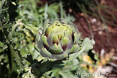 Fresh artichokes growing in a garden. Vegetables for a healthy diet. Horticulture artichokes, close up shot of green artichokes Stock Photo