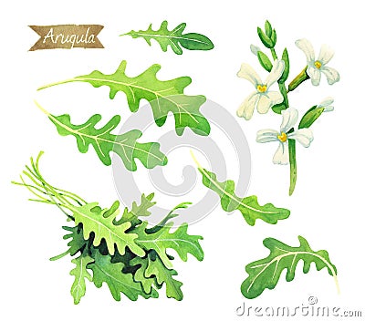 Fresh Arugula leaves, flowers and bunch isolated on white watercolor illustration Cartoon Illustration