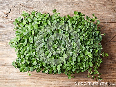 Fresh arugula sprouts Stock Photo